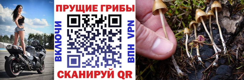 Псилоцибиновые грибы Psilocybe  наркота  Калтан 
